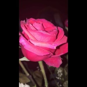 Meet your Posher, Anahi